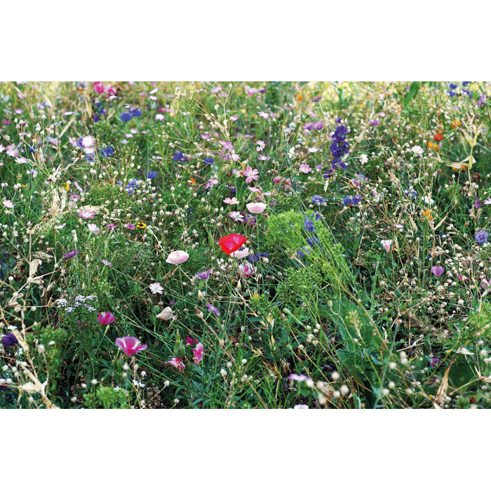 Gadget with logo Flowers mix seeds SEEDLOPEBEE - Image 4