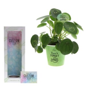 Gadget with logo Pancake plant Gadget with logo pancake plant in white ceramic pot. MOQ 50 pieces. Depending on the surface we can use embroidery, engraving, 360° imprint or screen print.