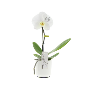 Gadget with logo Orchid Gadget with logo single-flowered luxurious orchid. Give a truly valuable gift with this unique orchid that will certainly not end up in the bin. This exceptional flower can be perfectly personalized with your logo or design on the flower. Comes with personalized FSC-certified gift box with a back card or leave a message by attaching a separate card. Depending on the surface we can use embroidery, engraving, 360° imprint or screen print.