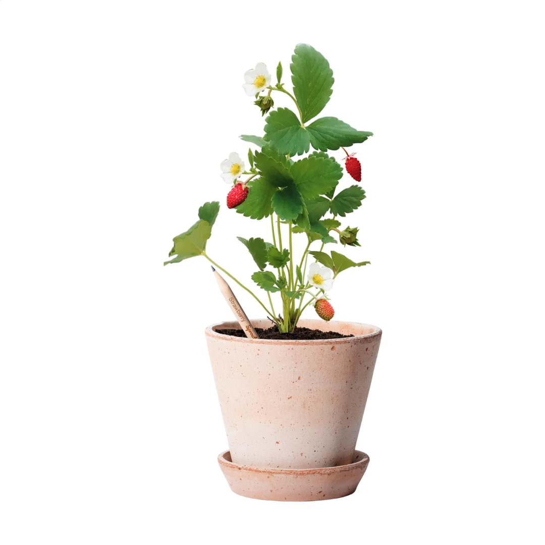 Sproutworld (UN)Sharpened Pencil - Image 18
