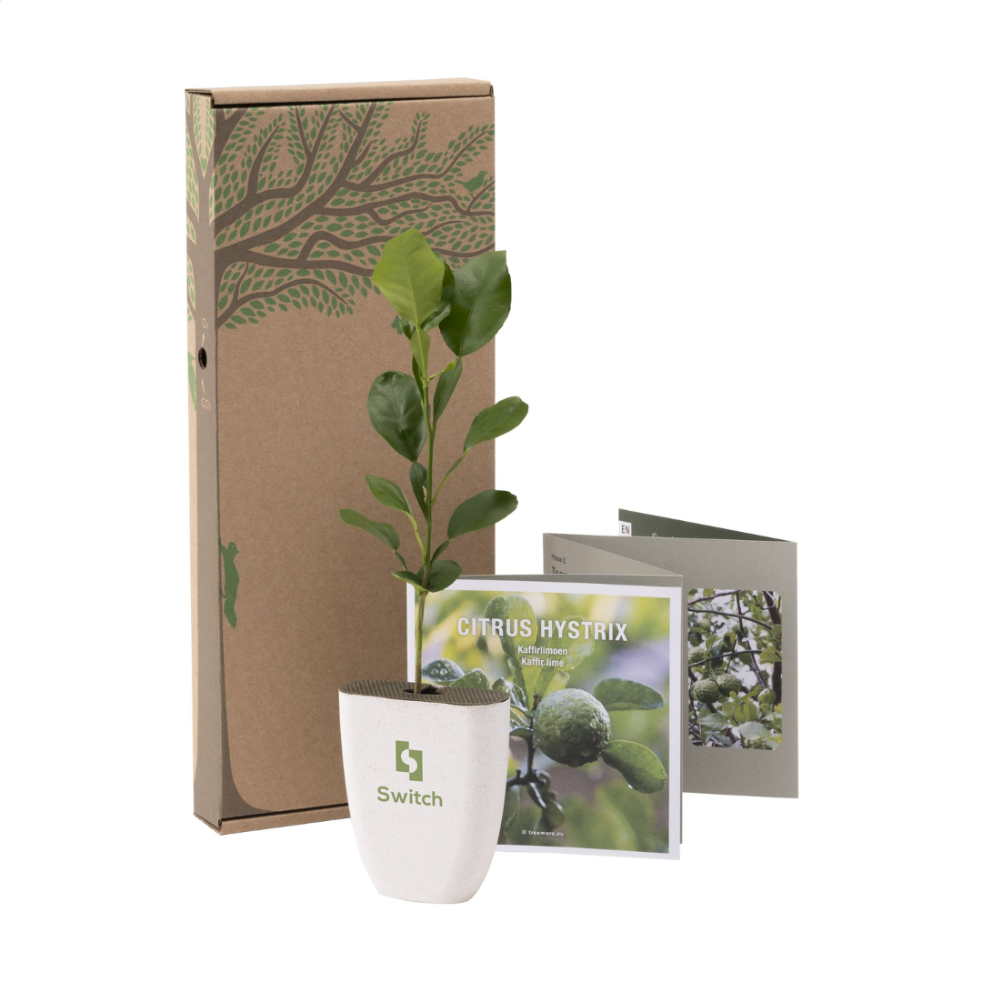 Treemore Letterbox Trees & plants - Image 11
