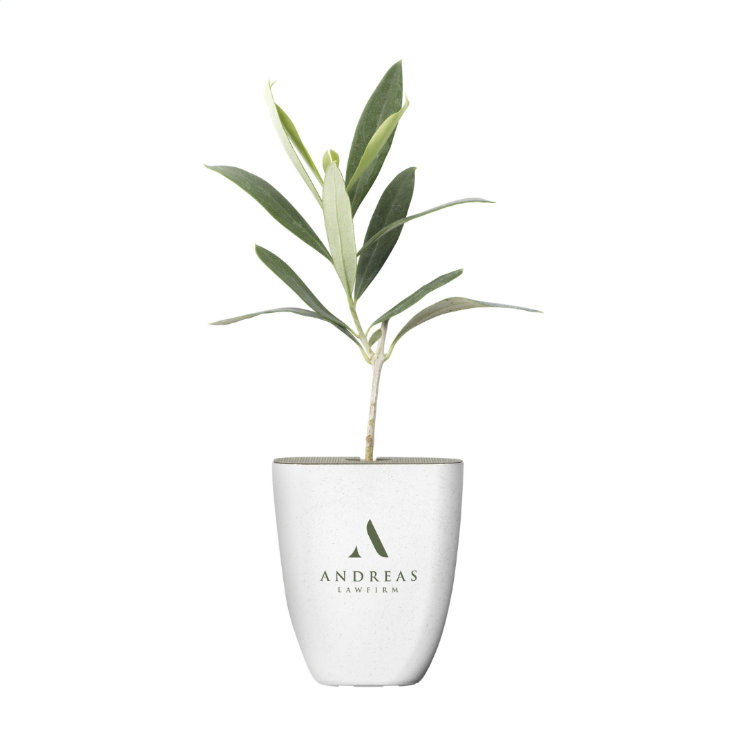Treemore Letterbox Trees & plants - Image 12