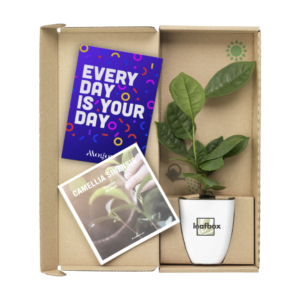 Treemore Letterbox Trees & plants