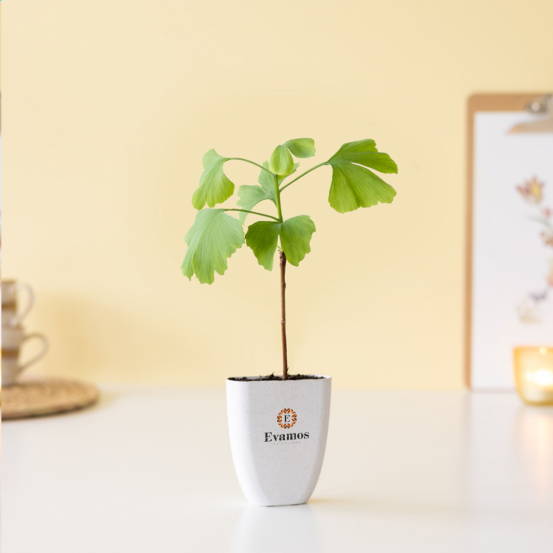 Treemore Letterbox Trees & plants - Image 6
