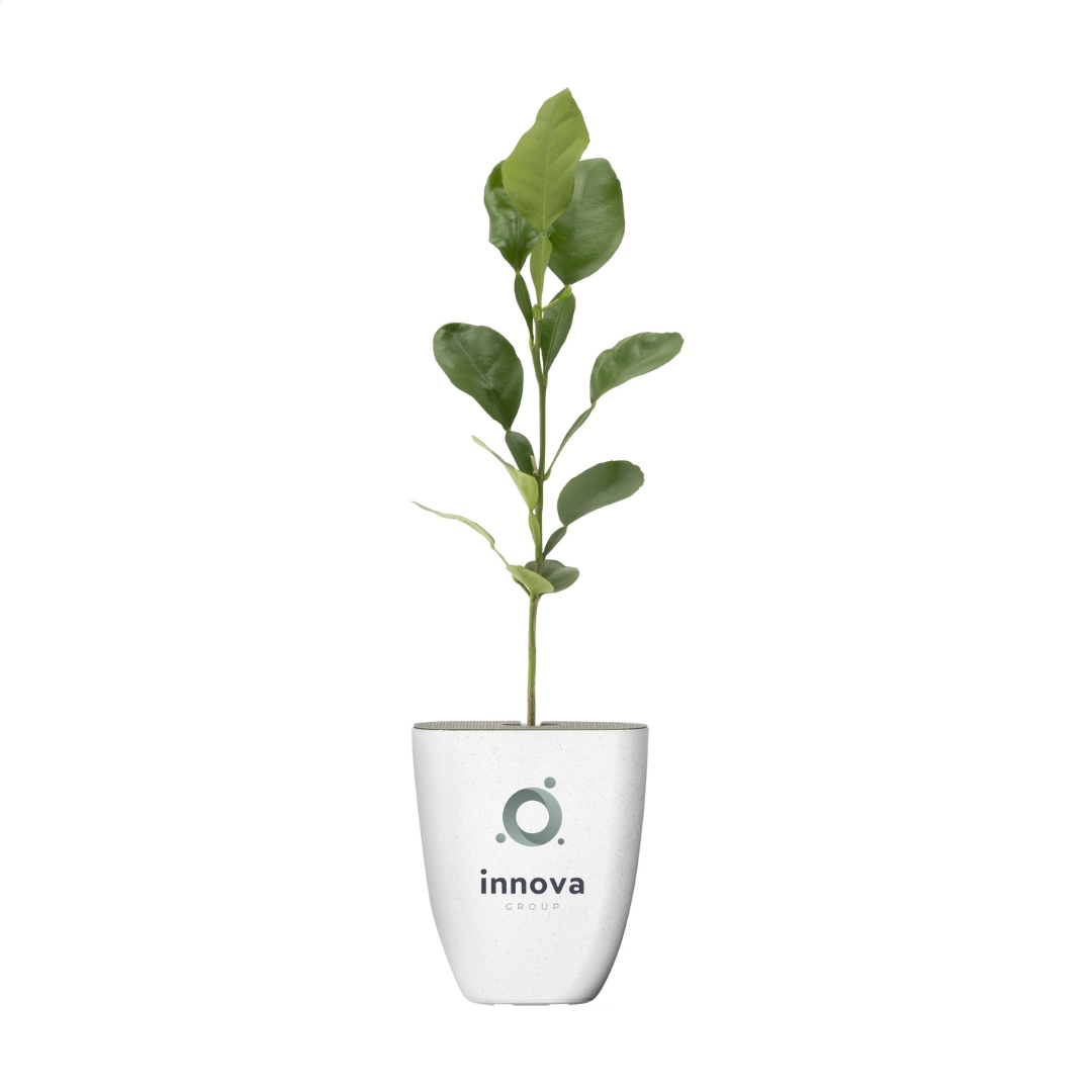 Treemore Letterbox Trees & plants - Image 10